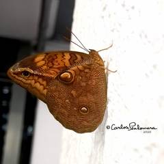 Opsiphanes boisduvallii