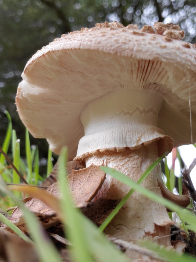 Amanita novinupta · December 2025 · photo: © arlenedevitt (iNaturalist, cc-by)