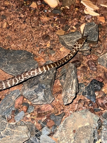 Children's Python sighting