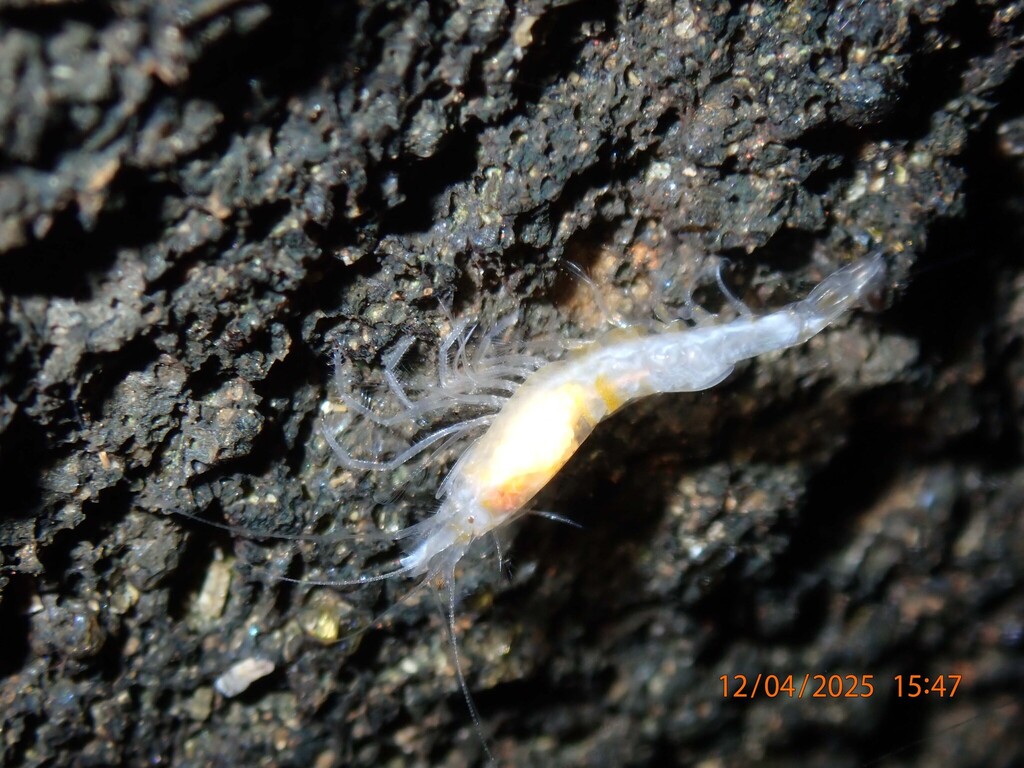 Procarididae