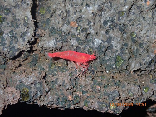 Antecaridina lauensis observed 2025-12-04