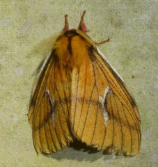 Cerodirphia nadiana