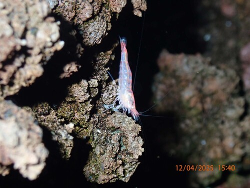Antecaridina lauensis observed 2025-12-04