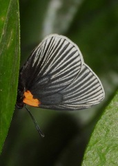 Hades noctula