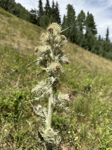 La Sal Thistle (Cirsium tukuhnikivatzicum)