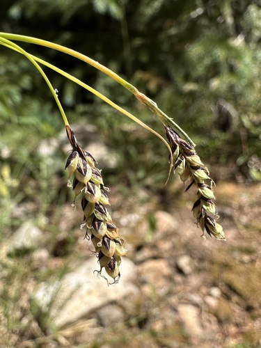 Southwestern Showy Sedge (Carex bella)