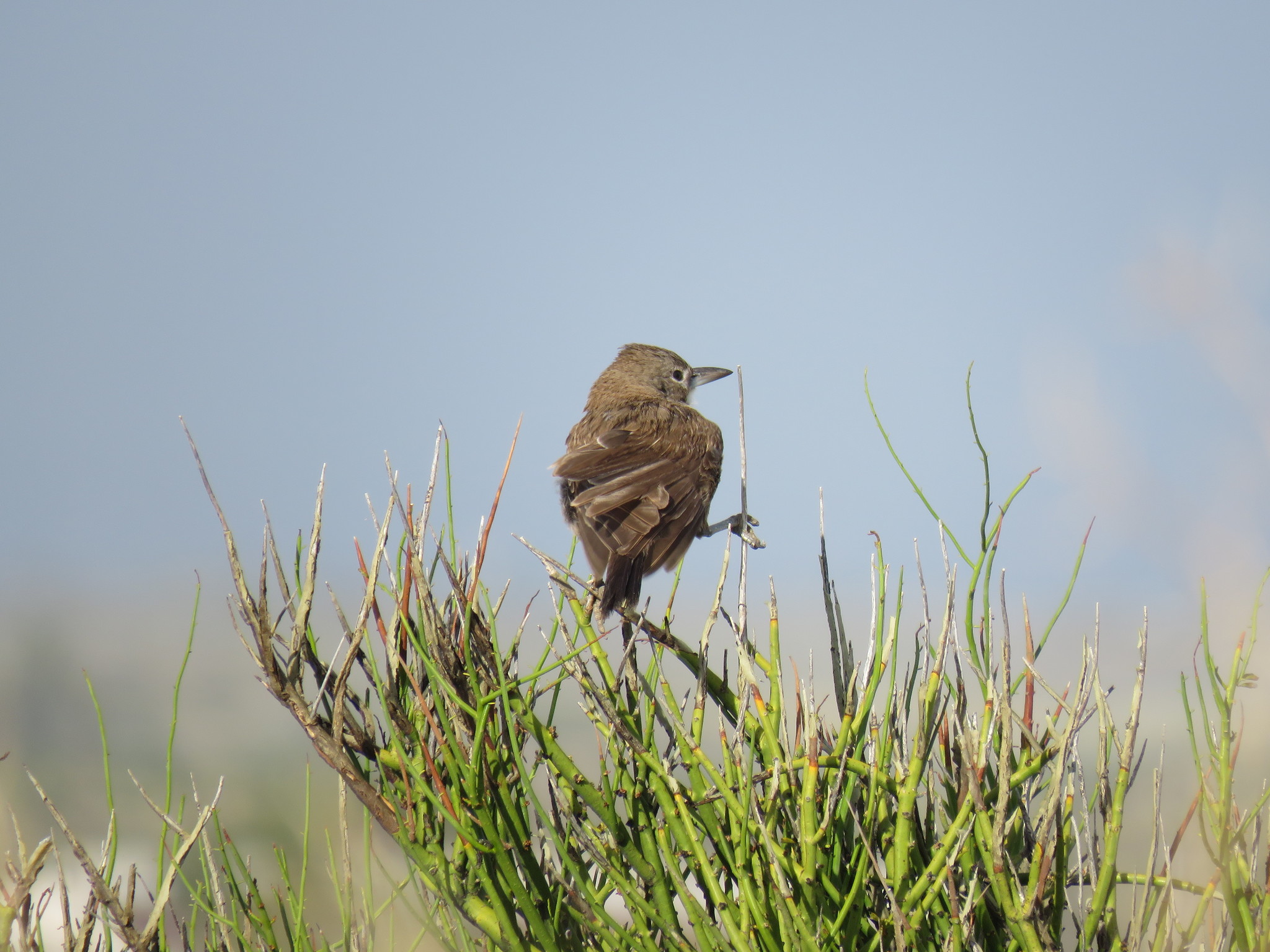 White-throated Cacholote (Pseudoseisura gutturalis)