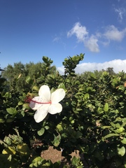 Hibiscus arnottianus