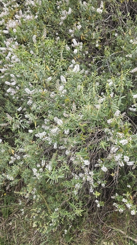Veronica traversii, photograph 4