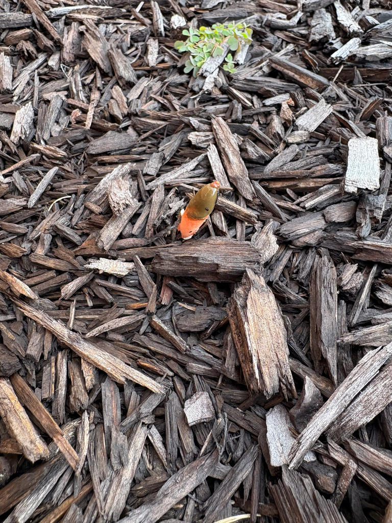 Mutinus elegans · December 2025 · photo: © niyan_shehan (iNaturalist, cc0)