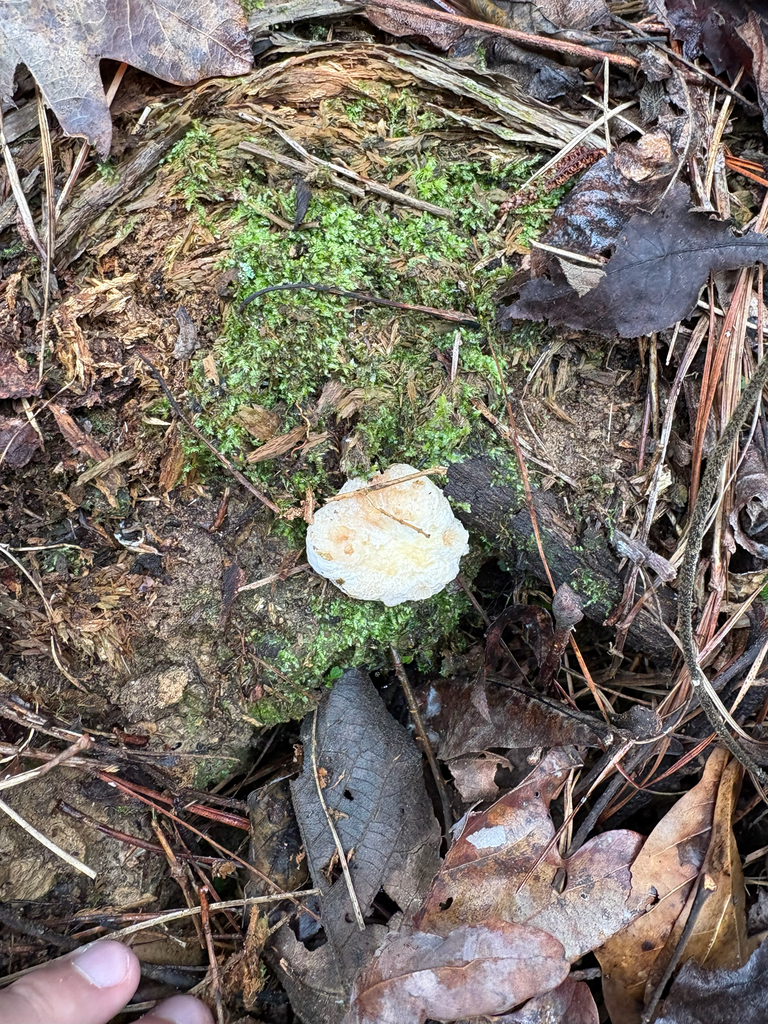 Entoloma abortivum · December 2025 · photo: © niyan_shehan (iNaturalist, cc0)