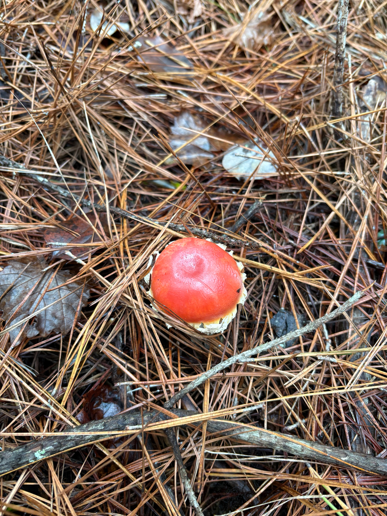 Amanita parcivolvata · December 2025 · photo: © niyan_shehan (iNaturalist, cc0)