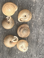 Daedalochila mooreana