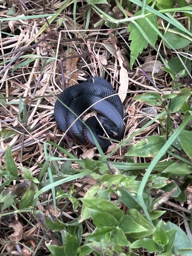Red-bellied Black Snake sighting