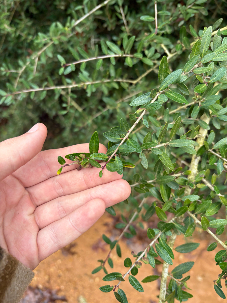 Yaupon Psyllid