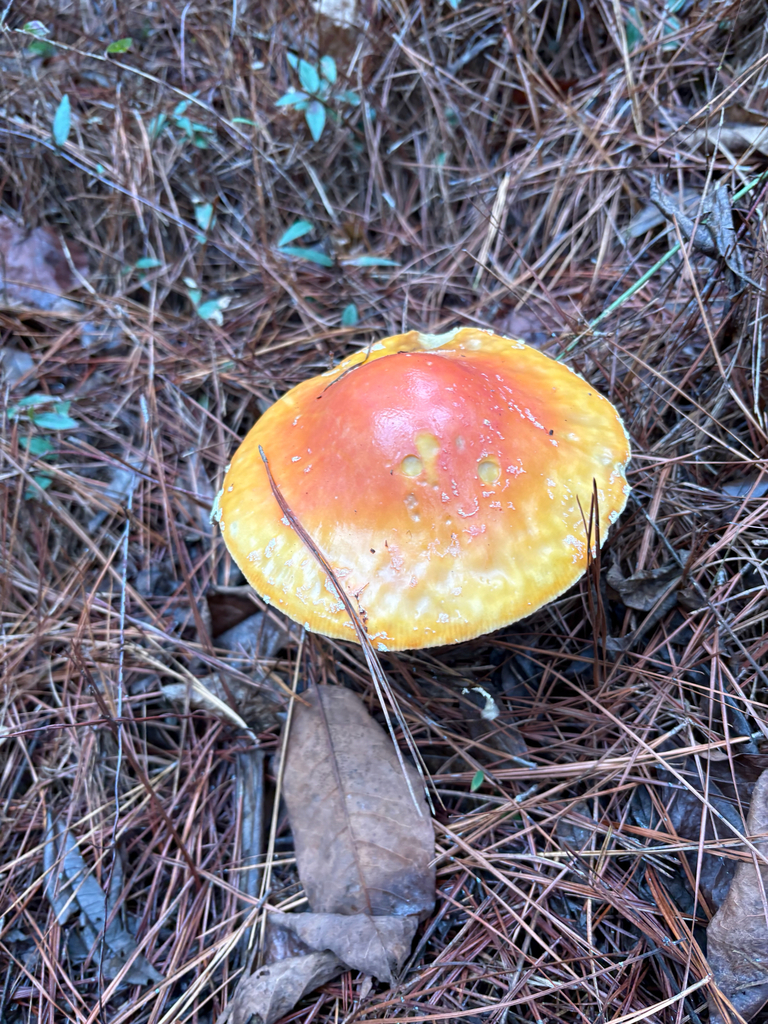 Amanita persicina · December 2025 · photo: © niyan_shehan (iNaturalist, cc0)