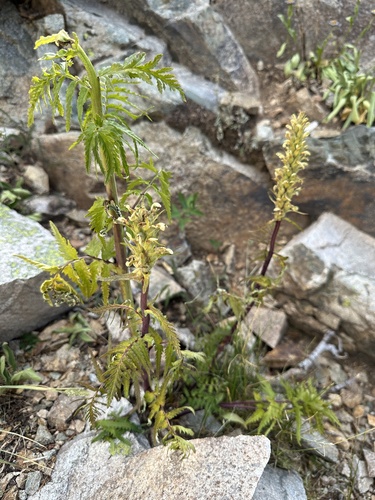 giant lousewort (Pedicularis procera)