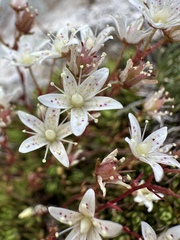 Bronchial Saxifrage (Saxifraga bronchialis)