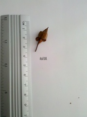 Ternstroemia sylvatica