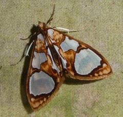 Glyphodes grandisalis