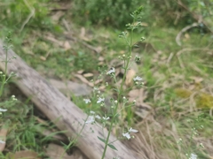 Teucrium corymbosum, photograph (c) Lek Khauv, some rights reserved (CC BY)