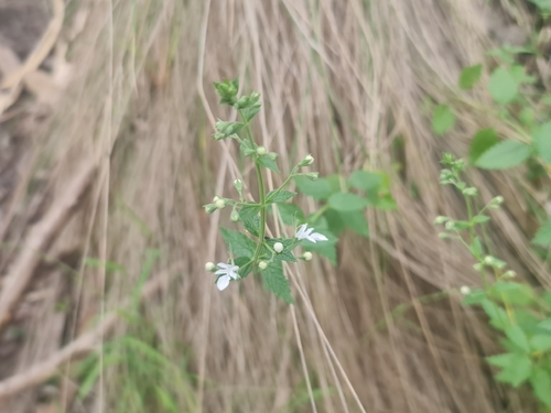 Teucrium corymbosum, photograph 3