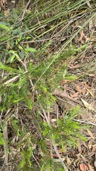 (c) Petra Holland, some rights reserved (CC BY) Austromyrtus tenuifolia, photograph (c) Petra Holland, some rights reserved (CC BY)