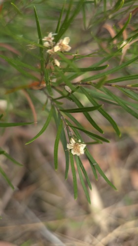 Austromyrtus tenuifolia, photograph 4
