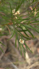 (c) Petra Holland, some rights reserved (CC BY) Austromyrtus tenuifolia, photograph (c) Petra Holland, some rights reserved (CC BY)