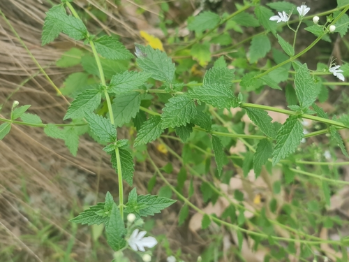Teucrium corymbosum, photograph 4