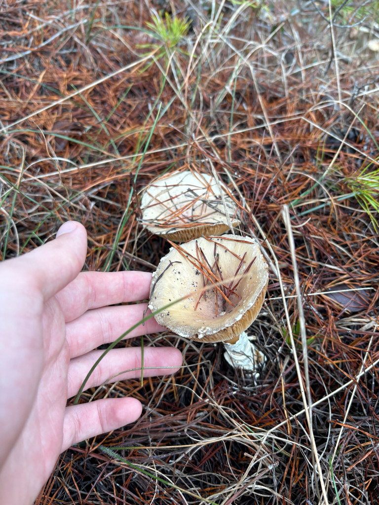 Amanita persicina · December 2025 · photo: © niyan_shehan (iNaturalist, cc0)