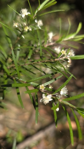 Austromyrtus tenuifolia, photograph 2