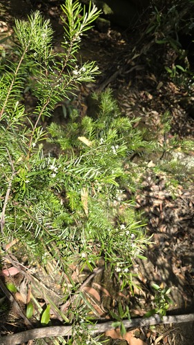 Austromyrtus tenuifolia, photograph 3