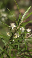 (c) Petra Holland, some rights reserved (CC BY) Austromyrtus tenuifolia, photograph (c) Petra Holland, some rights reserved (CC BY)