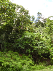 Artocarpus elasticus, photograph (c) Mark Clarke, some rights reserved (CC BY)