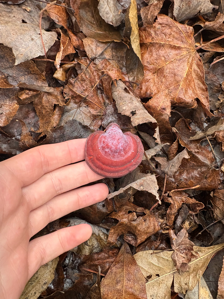 Ganoderma curtisii · December 2025 · photo: © niyan_shehan (iNaturalist, cc0)