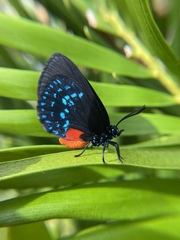 Eumaeus atala