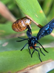 Eumaeus atala