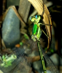 Lestes japonicus