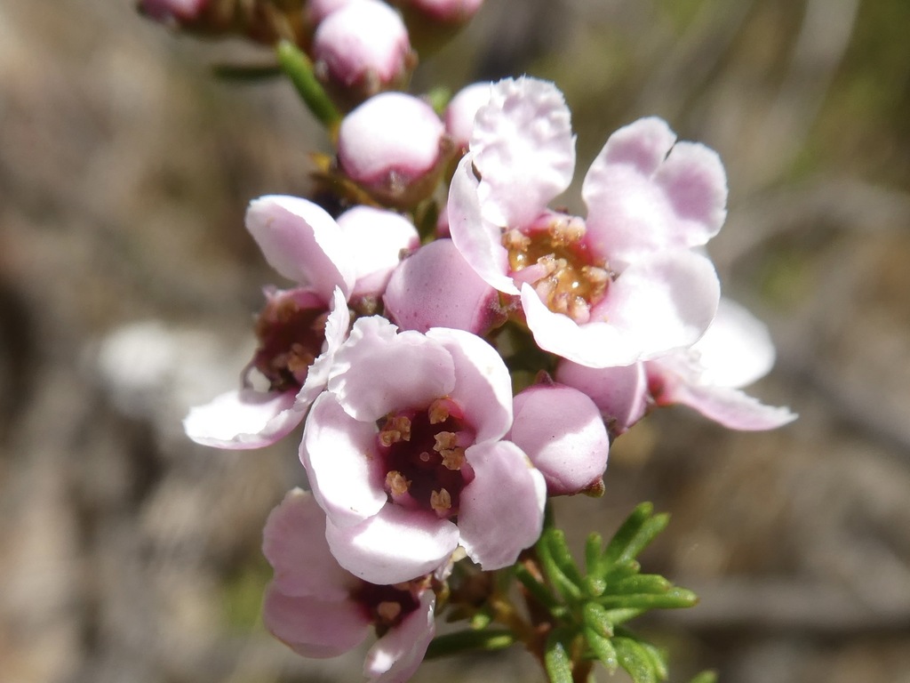 Camphor Myrtle
