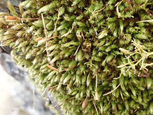 Lepyrodon australis observed 2025-11-03