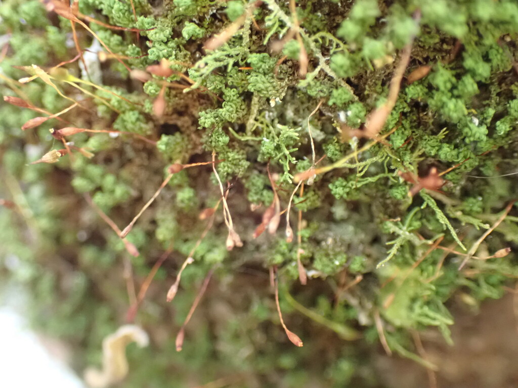 Macromitrium ligulare