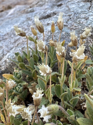 Bering Sea Chickweed (Cerastium beeringianum)