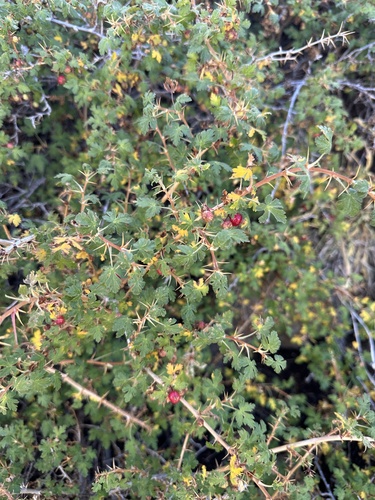 mountain gooseberry (Ribes montigenum)