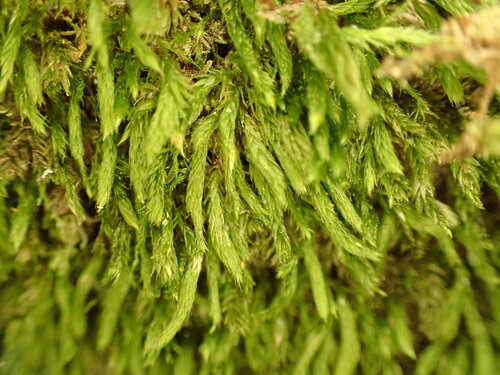 Lepyrodon australis observed 2025-11-03