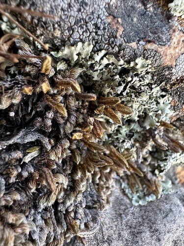 dense spikemoss (Selaginella densa)