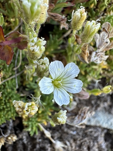 alpine sandwort (Cherleria obtusiloba)