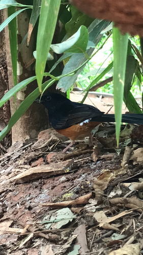 White-rumped Shama