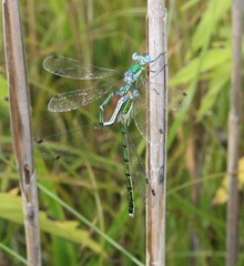 Lestes japonicus