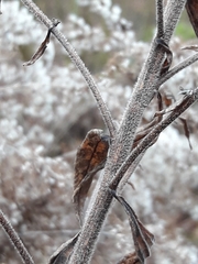 Solidago canadensis